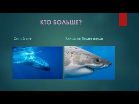 КТО БОЛЬШЕ? Синий кит Большая белая акула