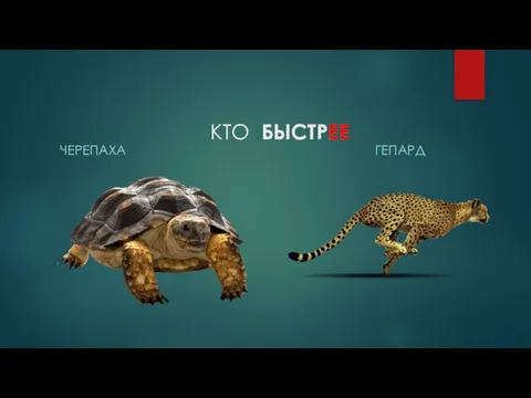 КТО БЫСТРЕЕ ЧЕРЕПАХА ГЕПАРД