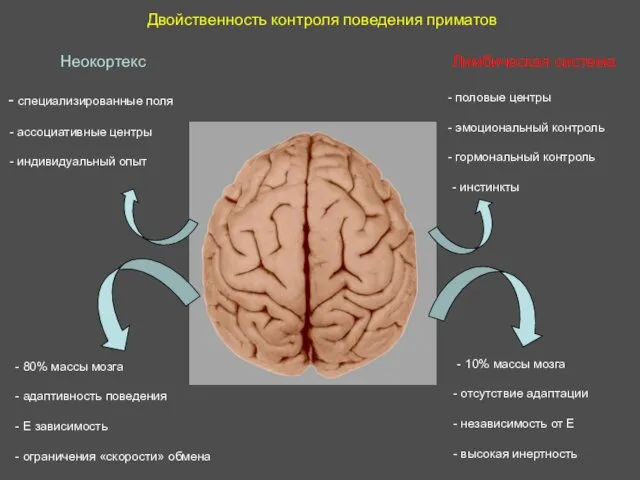 Двойственность контроля поведения приматов Неокортекс специализированные поля ассоциативные центры индивидуальный опыт