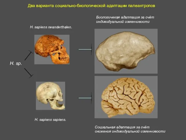 Два варианта социально-биологической адаптации палеантропов H. sapiens sapiens. H. sapiens neanderthalen.