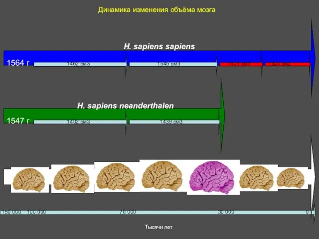 Динамика изменения объёма мозга H. sapiens neanderthalen H. sapiens sapiens 0