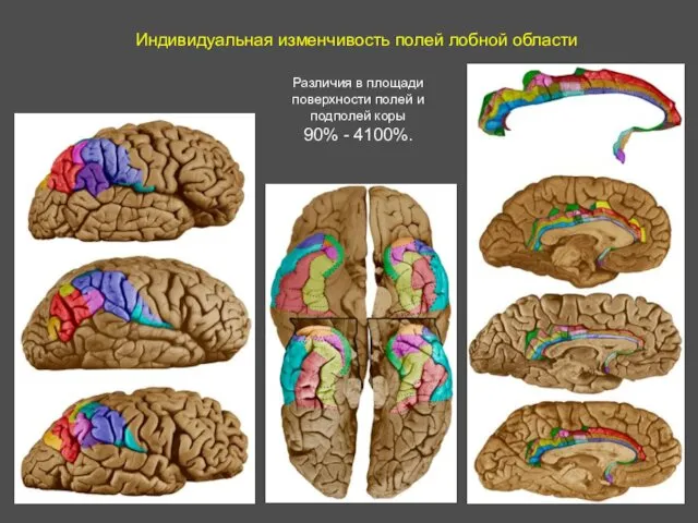 Индивидуальная изменчивость полей лобной области Различия в площади поверхности полей и подполей коры 90% - 4100%.