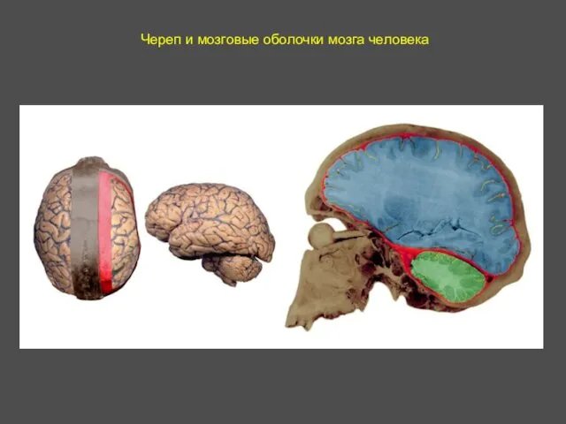Череп и мозговые оболочки мозга человека