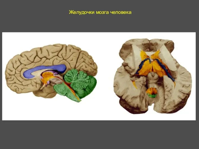 Желудочки мозга человека