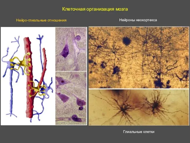 Клеточная организация мозга Нейро-глиальные отношения Нейроны неокортекса Глиальные клетки