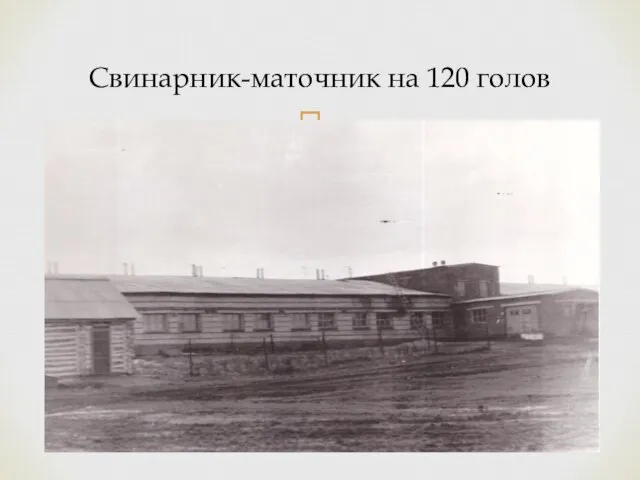 Свинарник-маточник на 120 голов