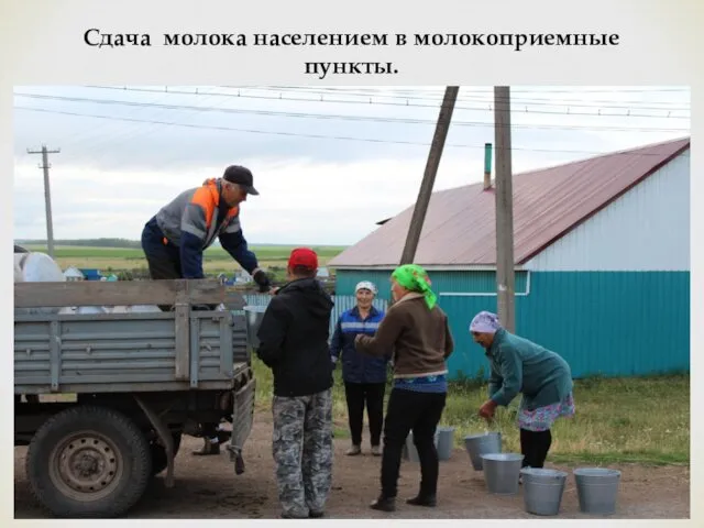 Сдача молока населением в молокоприемные пункты.