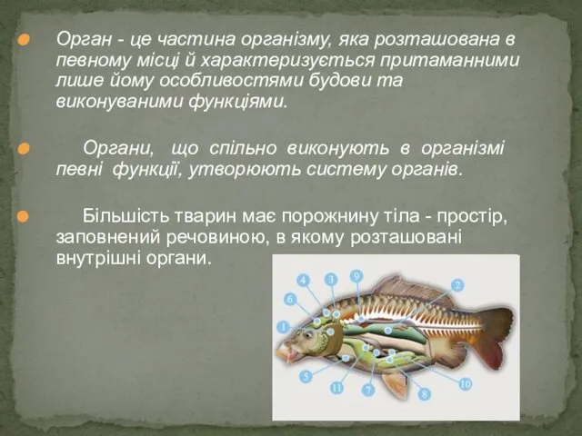 Орган - це частина організму, яка розташована в певному місці й