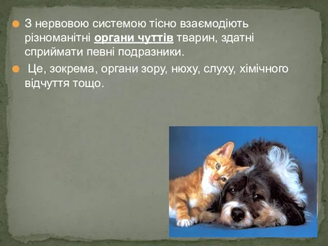 З нервовою системою тісно взаємодіють різноманітні органи чуттів тварин, здатні сприймати