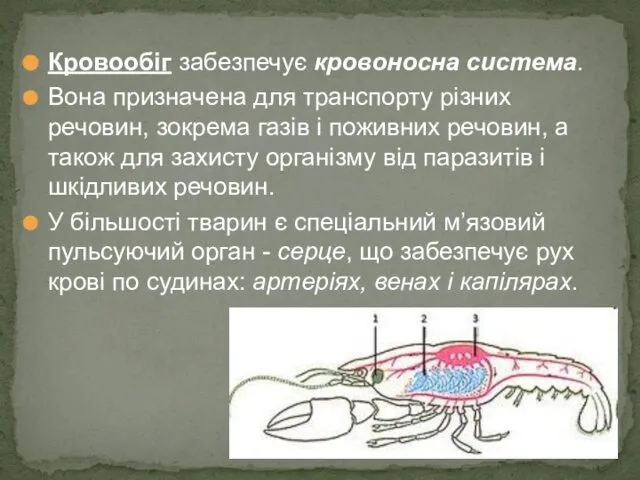 Кровообіг забезпечує кровоносна система. Вона призначена для транспорту різних речовин, зокрема