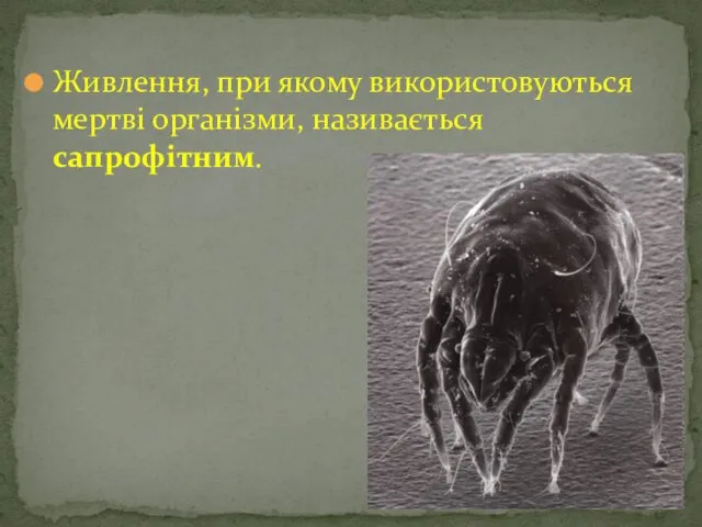 Живлення, при якому використовуються мертві організми, називається сапрофітним.