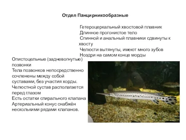 Отдел Панцирникообразные Гетероцеркальный хвостовой плавник Длинное прогонистое тело Спинной и анальный