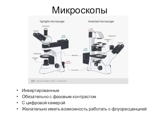 Микроскопы Инвертированные Обязательно с фазовым контрастом С цифровой камерой Желательно иметь возможность работать с флуоресценцией