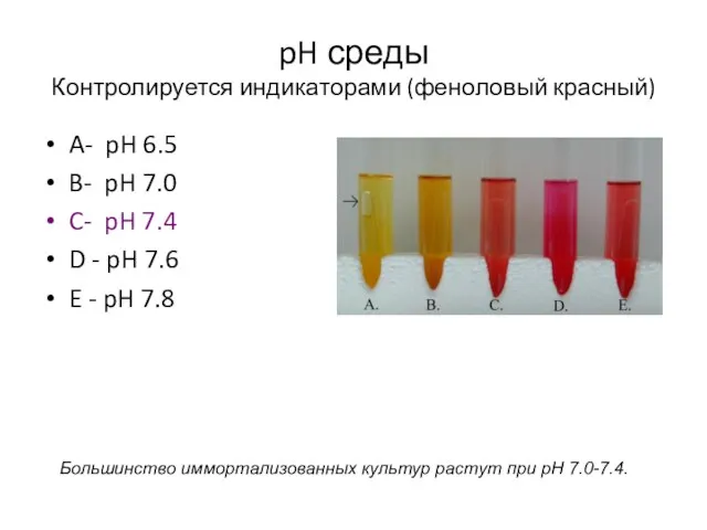pH среды Контролируется индикаторами (феноловый красный) A- pH 6.5 B- pH