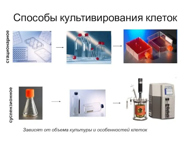 Способы культивирования клеток стационарное суспензионное Зависят от объема культуры и особенностей клеток