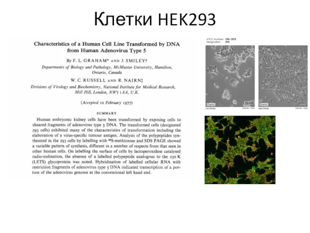 Клетки HEK293