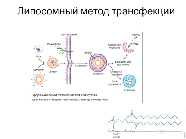 Липосомный метод трансфекции