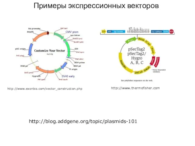 http://www.exonbio.com/vector_construction.php http://blog.addgene.org/topic/plasmids-101 http://www.thermofisher.com Примеры экспрессионных векторов