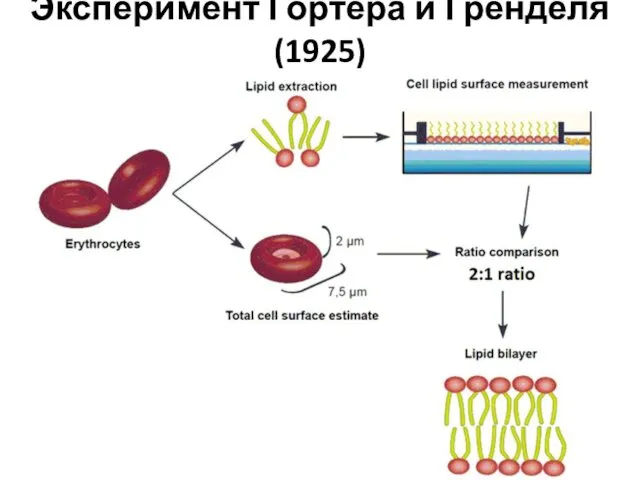 Эксперимент Гортера и Гренделя (1925)