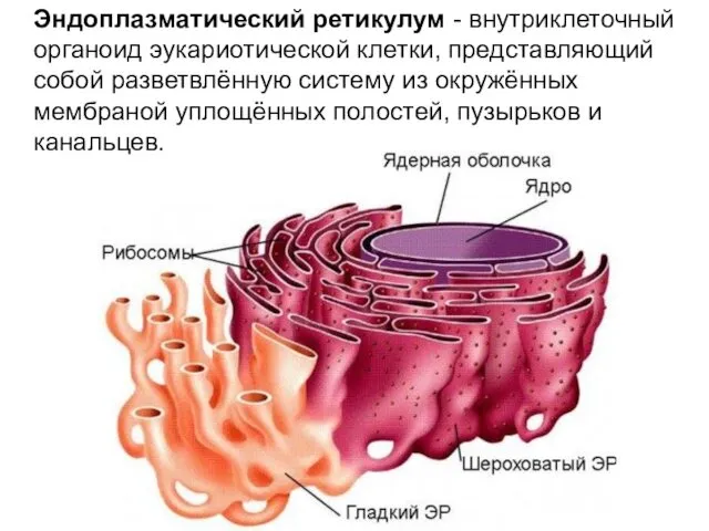 Эндоплазматический ретикулум - внутриклеточный органоид эукариотической клетки, представляющий собой разветвлённую систему