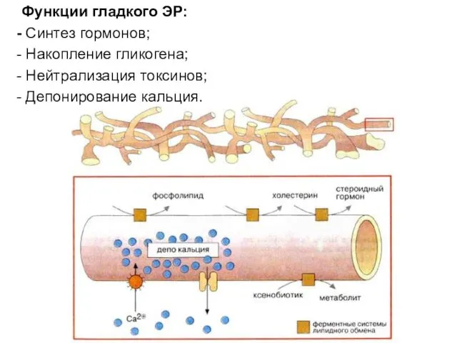 Функции гладкого ЭР: Синтез гормонов; Накопление гликогена; Нейтрализация токсинов; Депонирование кальция.