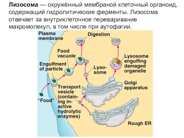 Лизосома — окружённый мембраной клеточный органоид, содержащий гидролитические ферменты. Лизосома отвечает