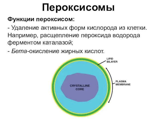 Функции пероксисом: - Удаление активных форм кислорода из клетки. Например, расщепление