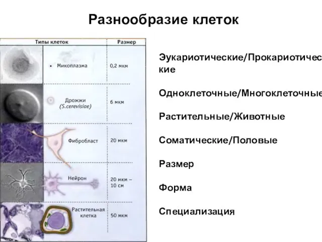 Эукариотические/Прокариотические Одноклеточные/Многоклеточные Растительные/Животные Соматические/Половые Размер Форма Специализация Разнообразие клеток