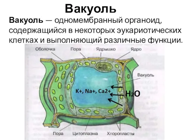 Вакуоль — одномембранный органоид, содержащийся в некоторых эукариотических клетках и выполняющий различные функции. Вакуоль