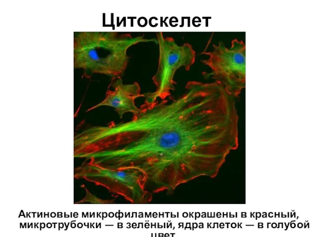 Цитоскелет Актиновые микрофиламенты окрашены в красный, микротрубочки — в зелёный, ядра клеток — в голубой цвет.