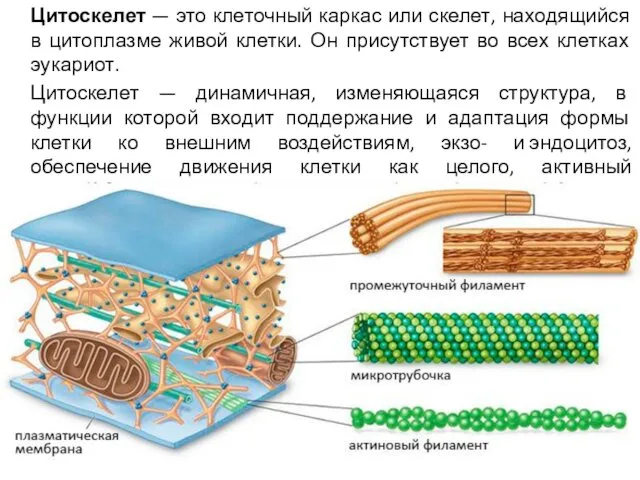 Цитоскелет — это клеточный каркас или скелет, находящийся в цитоплазме живой