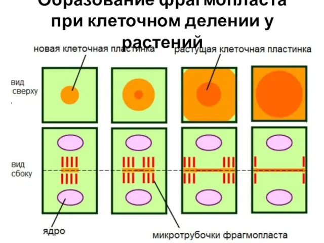 Образование фрагмопласта при клеточном делении у растений