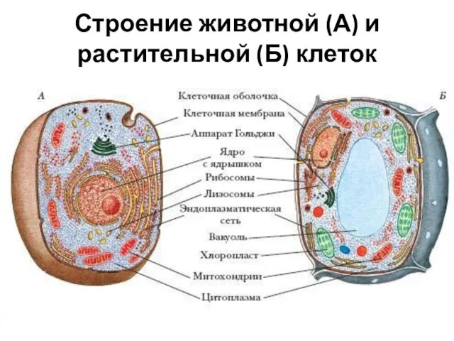 Строение животной (А) и растительной (Б) клеток