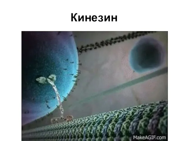 Кинезин