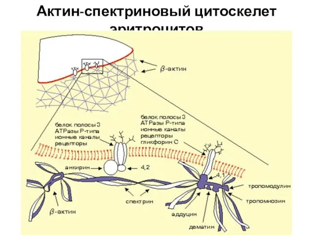 Актин-спектриновый цитоскелет эритроцитов