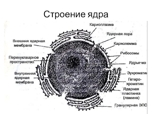 Строение ядра