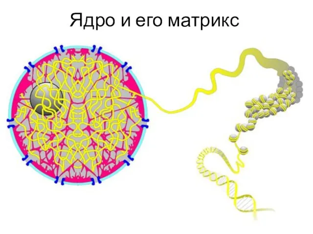 Ядро и его матрикс