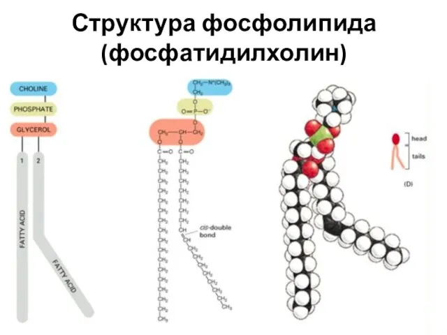 Структура фосфолипида (фосфатидилхолин)