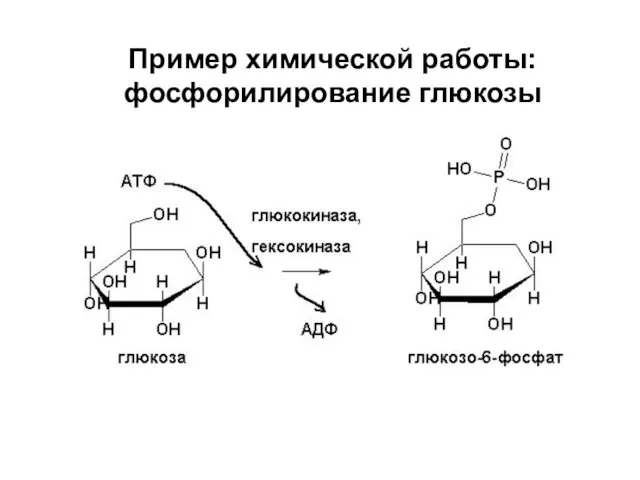 Пример химической работы: фосфорилирование глюкозы