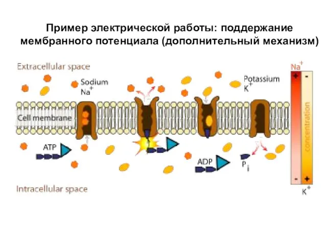 Пример электрической работы: поддержание мембранного потенциала (дополнительный механизм)