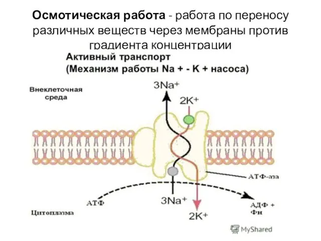 Осмотическая работа - работа по переносу различных веществ через мембраны против градиента концентрации