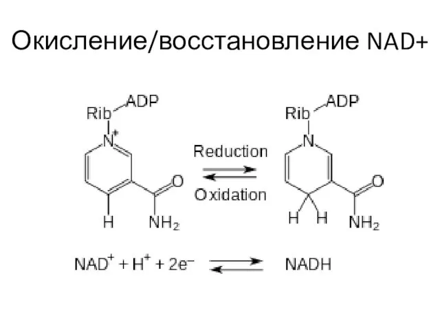 Окисление/восстановление NAD+