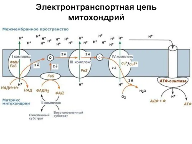 Электронтранспортная цепь митохондрий