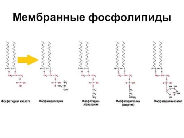 Мембранные фосфолипиды