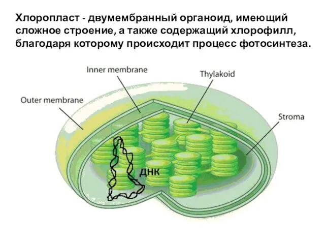 Хлоропласт - двумембранный органоид, имеющий сложное строение, а также содержащий хлорофилл, благодаря которому происходит процесс фотосинтеза.