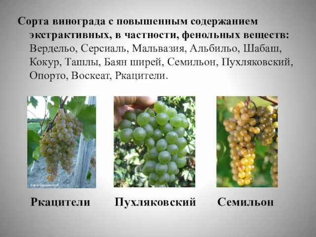 Ркацители Сорта винограда с повышенным содержанием экстрактивных, в частности, фенольных веществ: