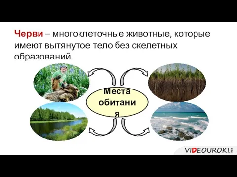 Черви – многоклеточные животные, которые имеют вытянутое тело без скелетных образований. Места обитания