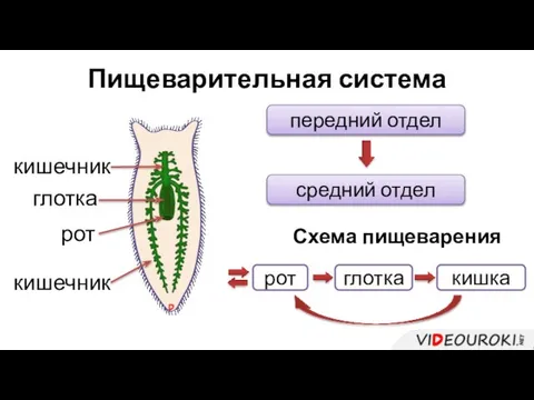 Пищеварительная система передний отдел средний отдел рот глотка кишка Схема пищеварения рот глотка кишечник кишечник