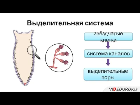 Выделительная система звёздчатые клетки система каналов выделительные поры