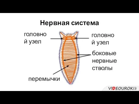 Нервная система головной узел боковые нервные стволы перемычки головной узел